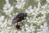 311398 – Photo : Marc Solari – France (68)