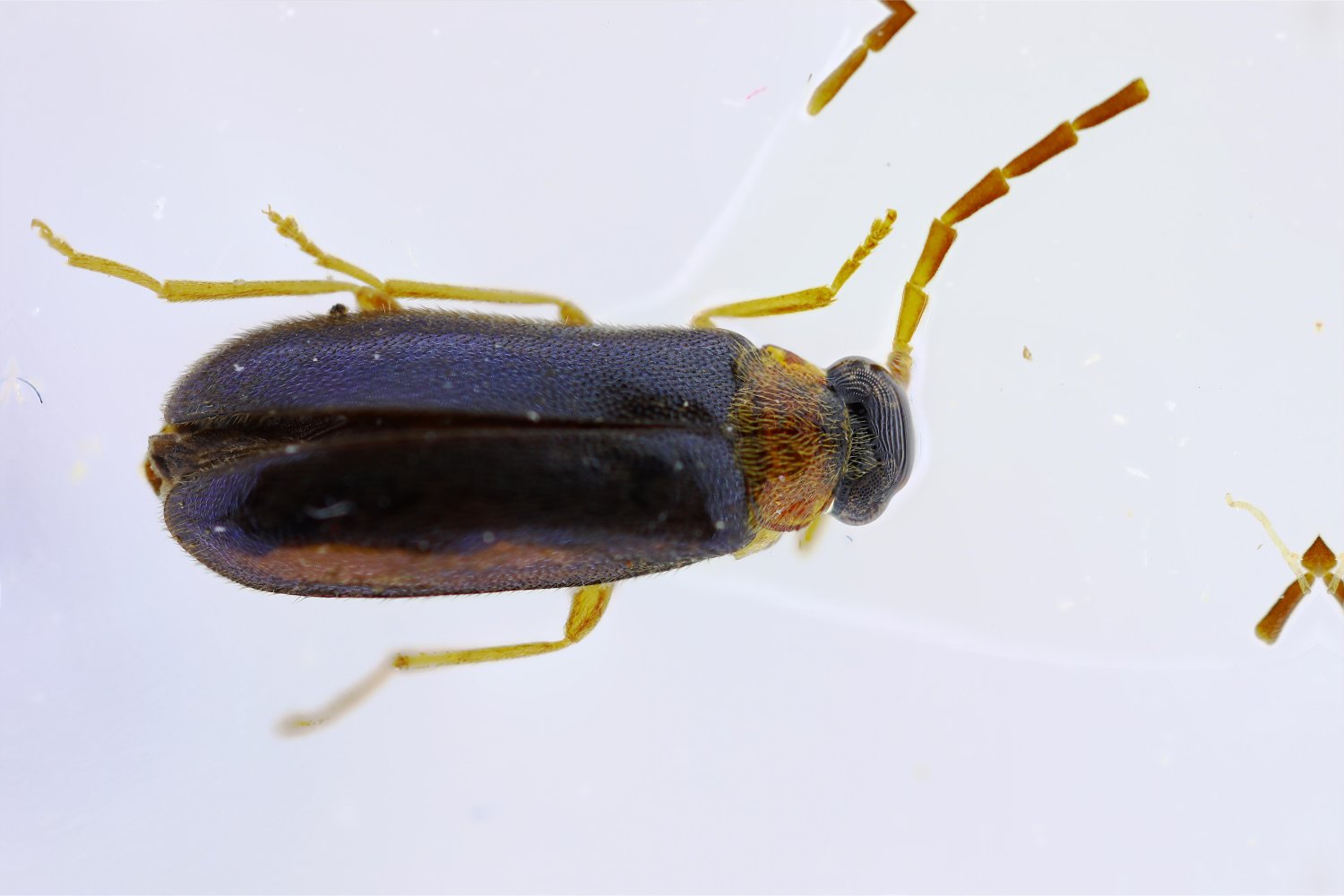 Réf. 311506 — INSECTA > Coleoptera > Melandryidae > Conopalpus