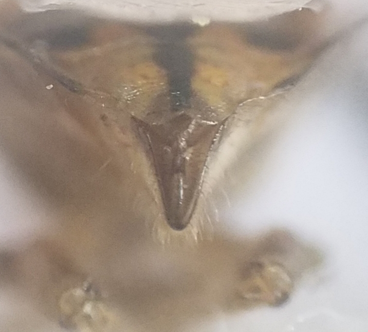 Vincent Mathy - Stictopleurus abutilon - réf. 311112 (716 x 647 pixels, 218 ko)