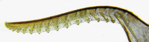 Sciapteryx consobrina