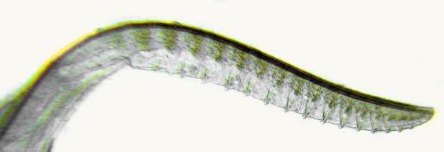 Claremontia waldheimii