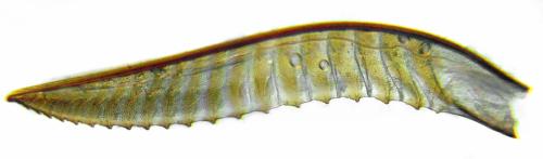 Réf. 312 488 : Dolerus coracinus
