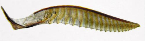 Réf. 312 682 : Dolerus nitens
