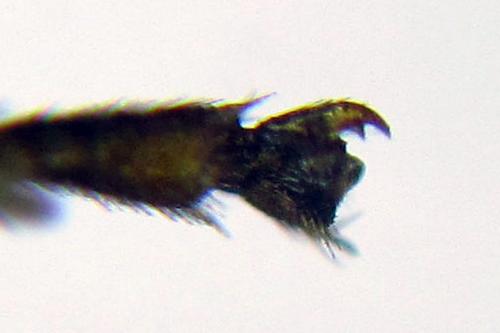 Réf. 312 736 : Pristiphora pseudogeniculata