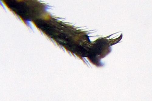 Empria pumiloides