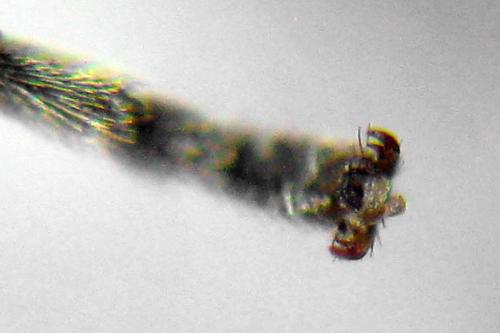 Empria tridens