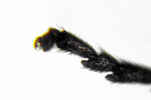 Claremontia alternipes