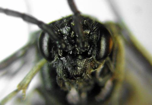 Claremontia waldheimii