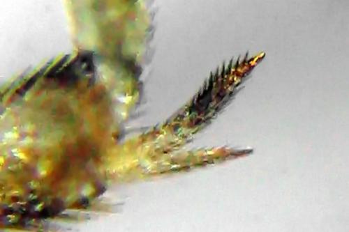 Réf. 312 946 : Pristiphora insularis