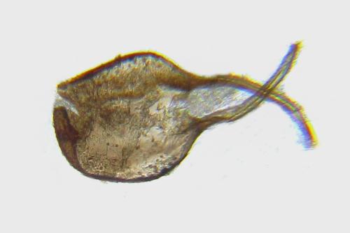 Calameuta pallipes