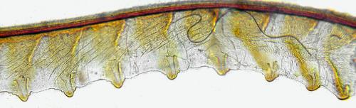 Sciapteryx consobrina