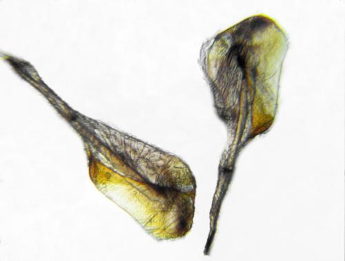 Dolerus gonager