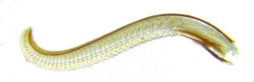 Réf. 312 543 : Trichiosoma lucorum