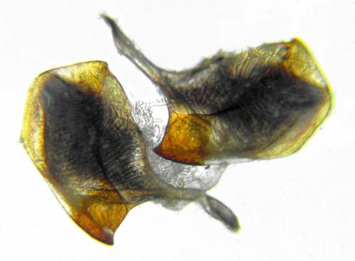 Dolerus nigratus