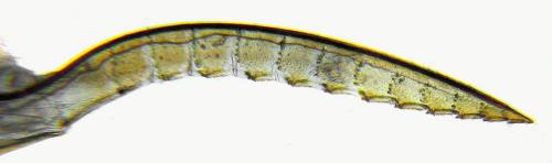 Aglaostigma fulvipes