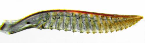 Réf. 312 662 : Dolerus liogaster