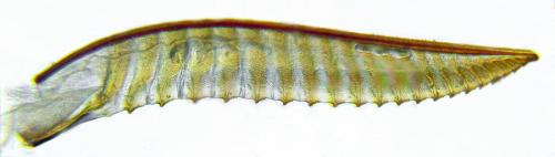 Réf. 312 465 : Dolerus coracinus