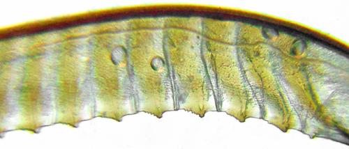 Réf. 312 489 : Dolerus coracinus