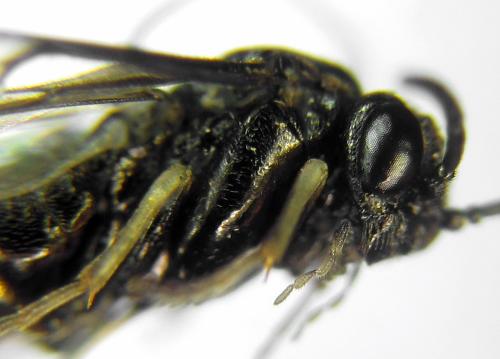 Claremontia alternipes