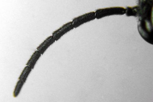 Claremontia waldheimii
