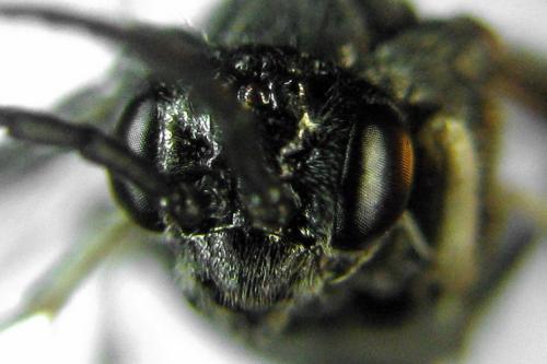 Claremontia waldheimii