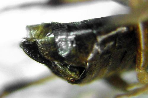 Réf. 312 947 : Pristiphora insularis
