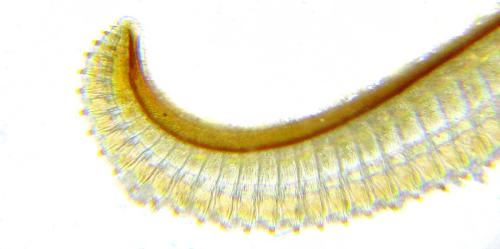 Réf. 312 544 : Trichiosoma lucorum