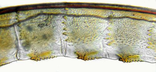 Aglaostigma fulvipes