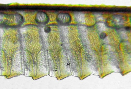 Dolerus liogaster