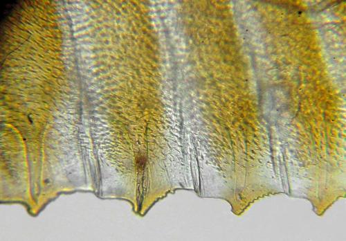 Réf. 312 683 : Dolerus nitens