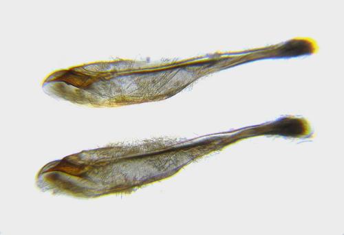 Réf. 312 737 : Pristiphora pseudogeniculata