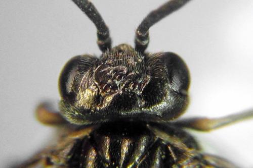 Réf. 312 774 : Empria pumiloides