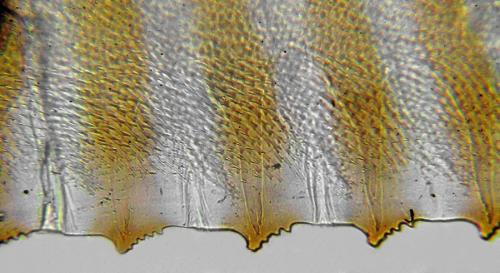 Réf. 312 466 : Dolerus coracinus