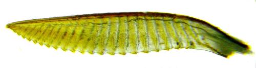 Réf. 312 581 : Dolerus nigratus