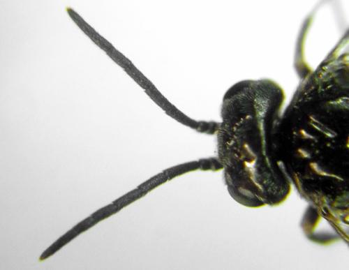 Réf. 312 775 : Empria pumiloides