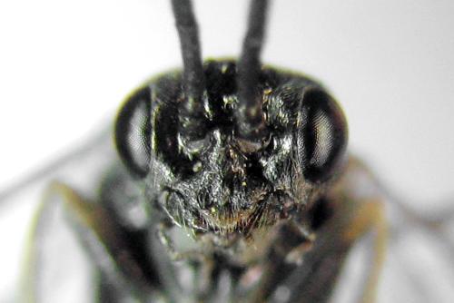 Réf. 312 797 : Empria tridens
