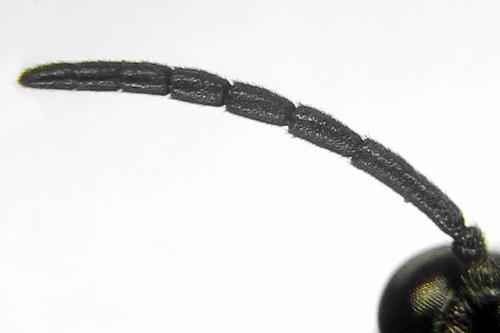 Claremontia alternipes