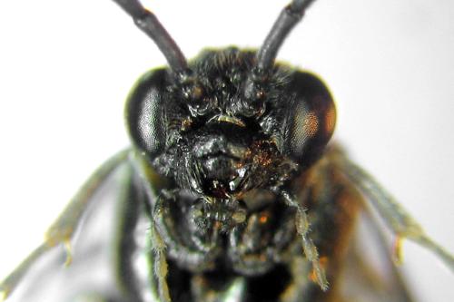 Claremontia waldheimii
