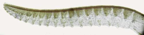 Claremontia waldheimii