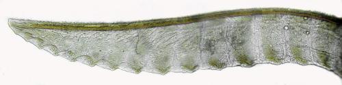 Monophadnus pallescens