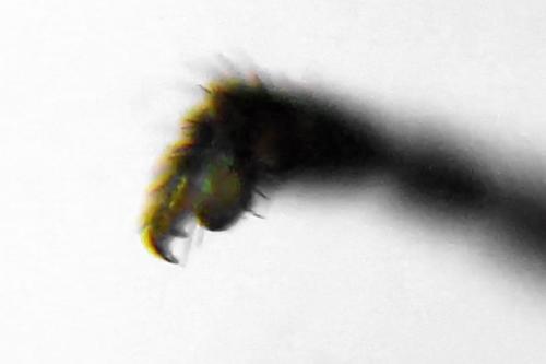 Réf. 312 948 : Pristiphora insularis