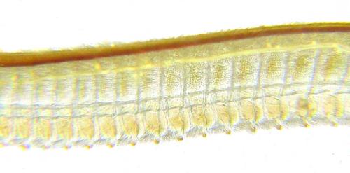 Réf. 312 545 : Trichiosoma lucorum