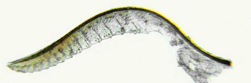 Empria pumiloides