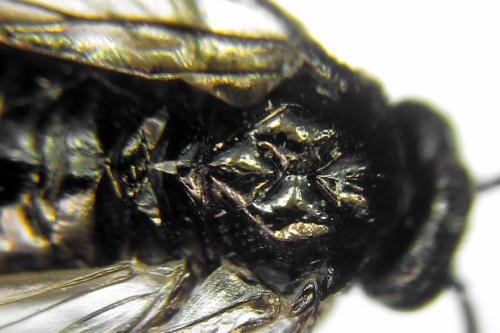 Réf. 312 809 : Claremontia alternipes
