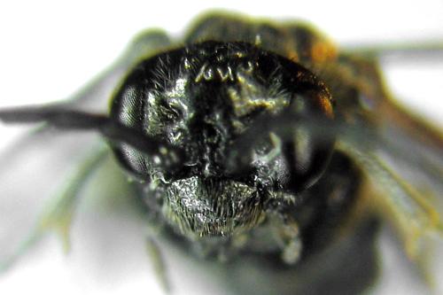 Claremontia waldheimii