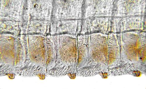 Réf. 312 546 : Trichiosoma lucorum