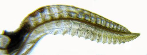 Empria tridens