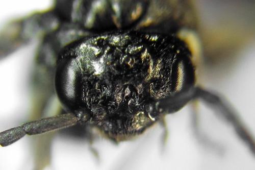 Claremontia alternipes
