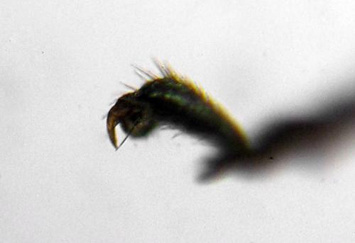 Claremontia waldheimii