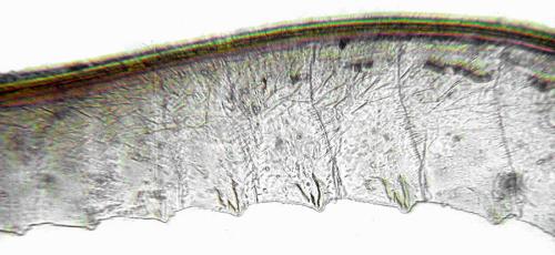 Empria pumiloides